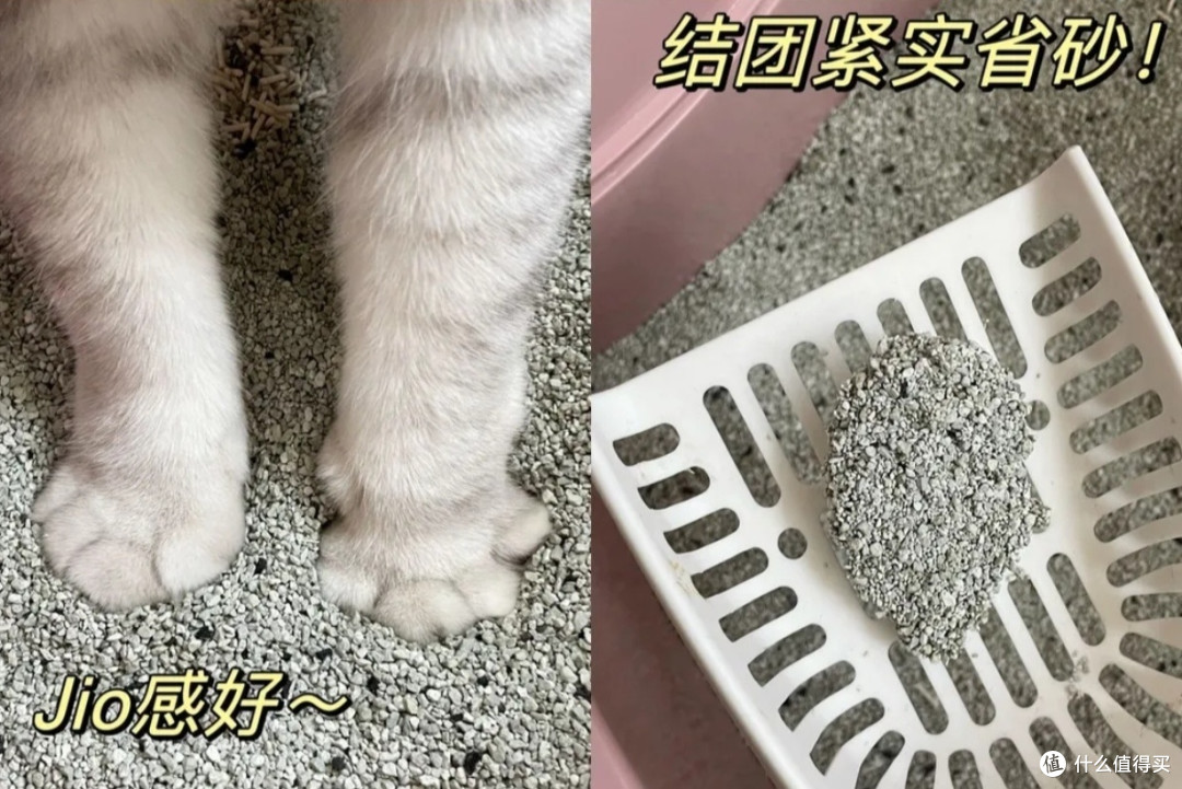 养银渐层真的不贵！月均130＋就够了