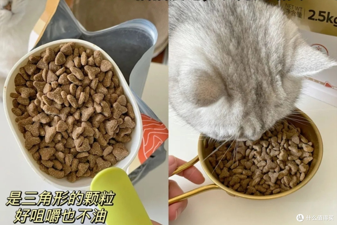 养银渐层真的不贵！月均130＋就够了
