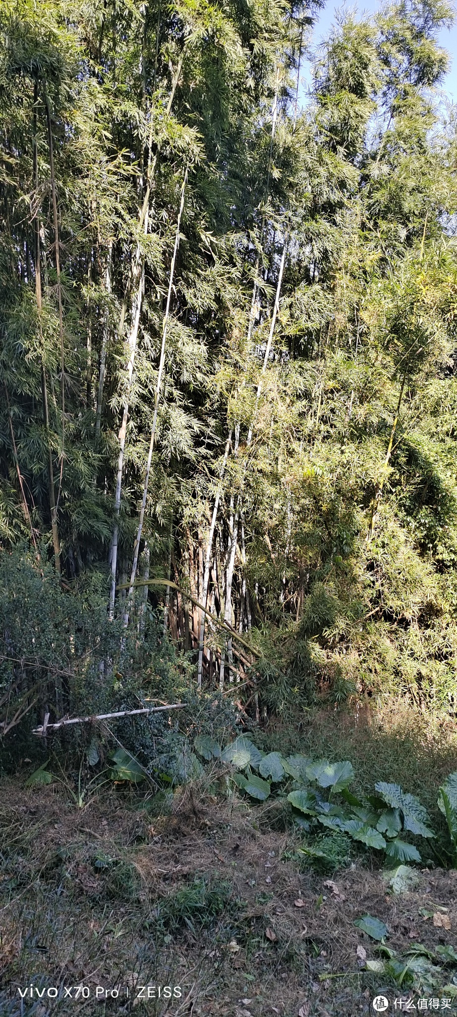 育兒經篇十三培養叢林生存能力廣州遛娃好去處天鹿湖森林公園飛越叢林