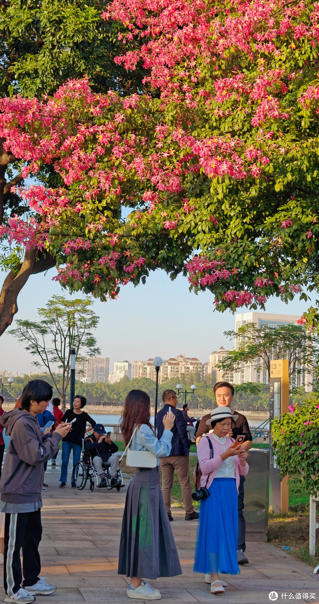 忽如一夜秋风来，千树万树正开花（秋天广州拍花打卡攻略）