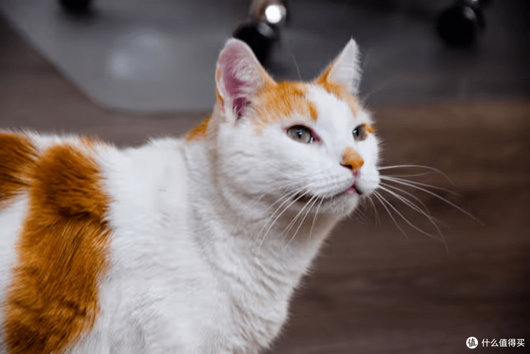 珍致猫罐头怎么样？安全健康高的猫罐头推荐