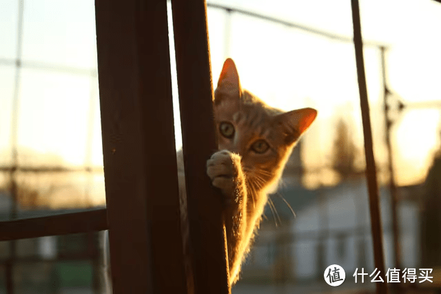 珍致猫罐头怎么样？安全健康高的猫罐头推荐