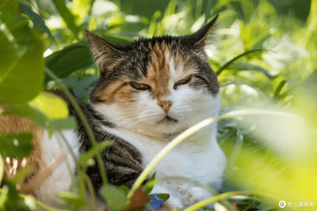珍致猫罐头怎么样?好的猫罐头推荐