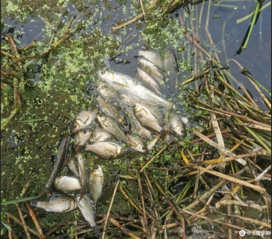 狂拉麻将鲫