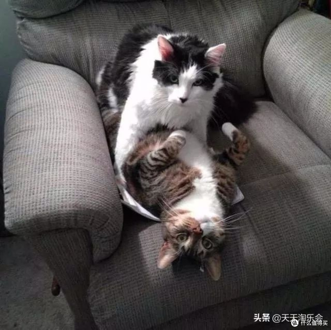 标题:铲屎官的日常:爱与责任的交织