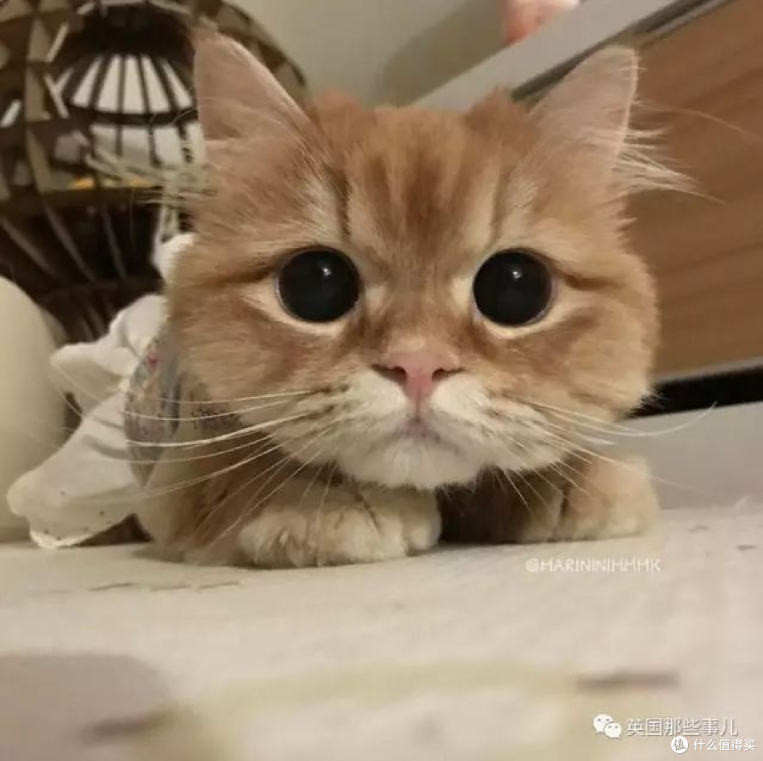 标题:铲屎官的日常:爱与责任的交织
