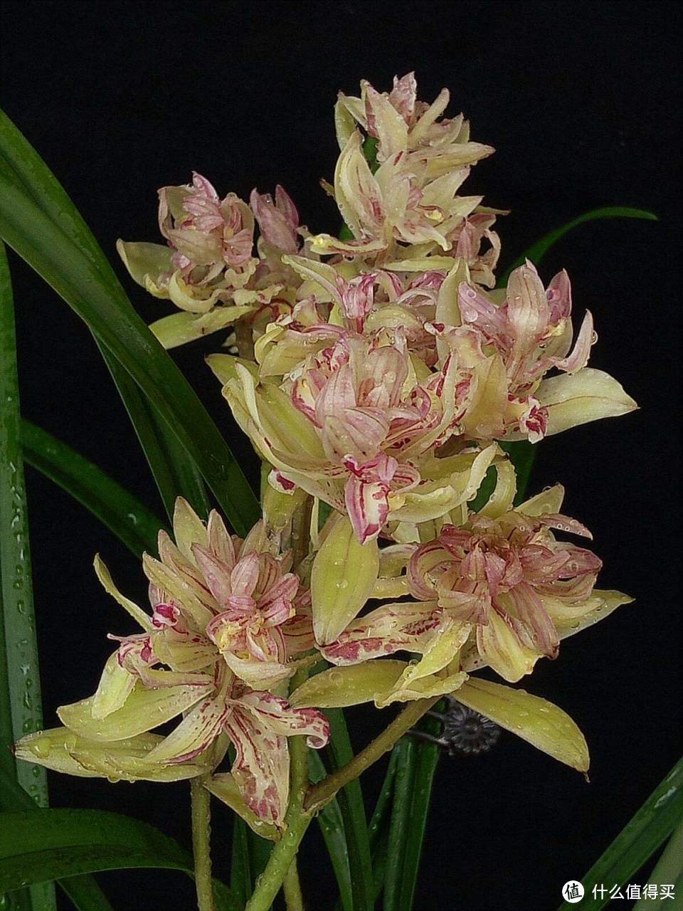 富山奇蝶：兰花中的“瑰宝”，值得种植，附带种植技术参考