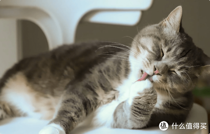 猫罐头直接喂还是掺水?资深人士来教你以及推荐适口性好的猫罐头
