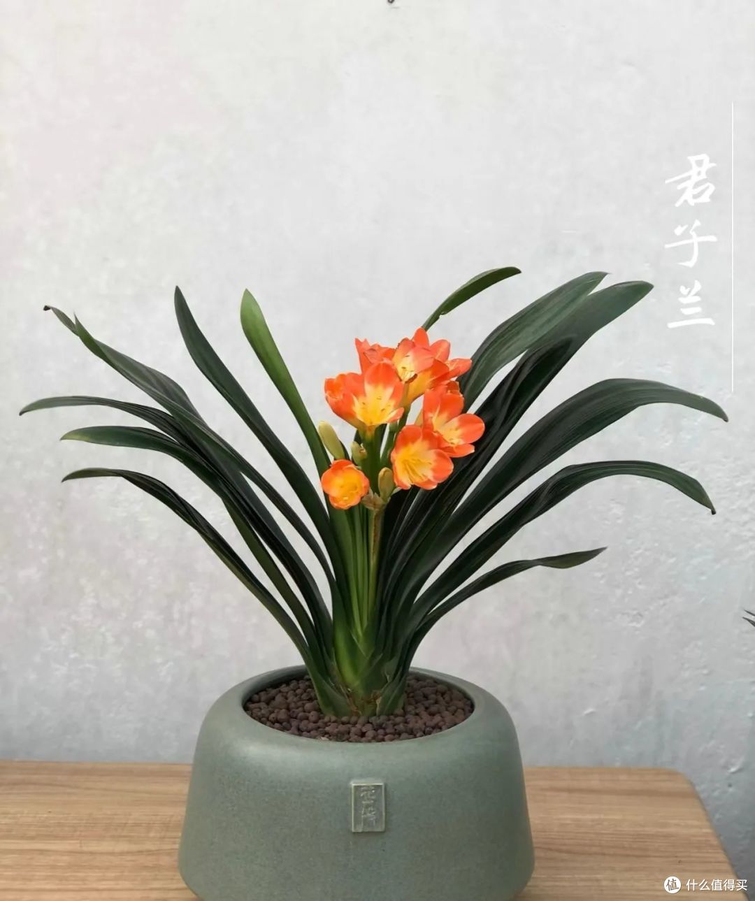 小雪后,君子兰“晒晒冻冻”,今年开花妥了