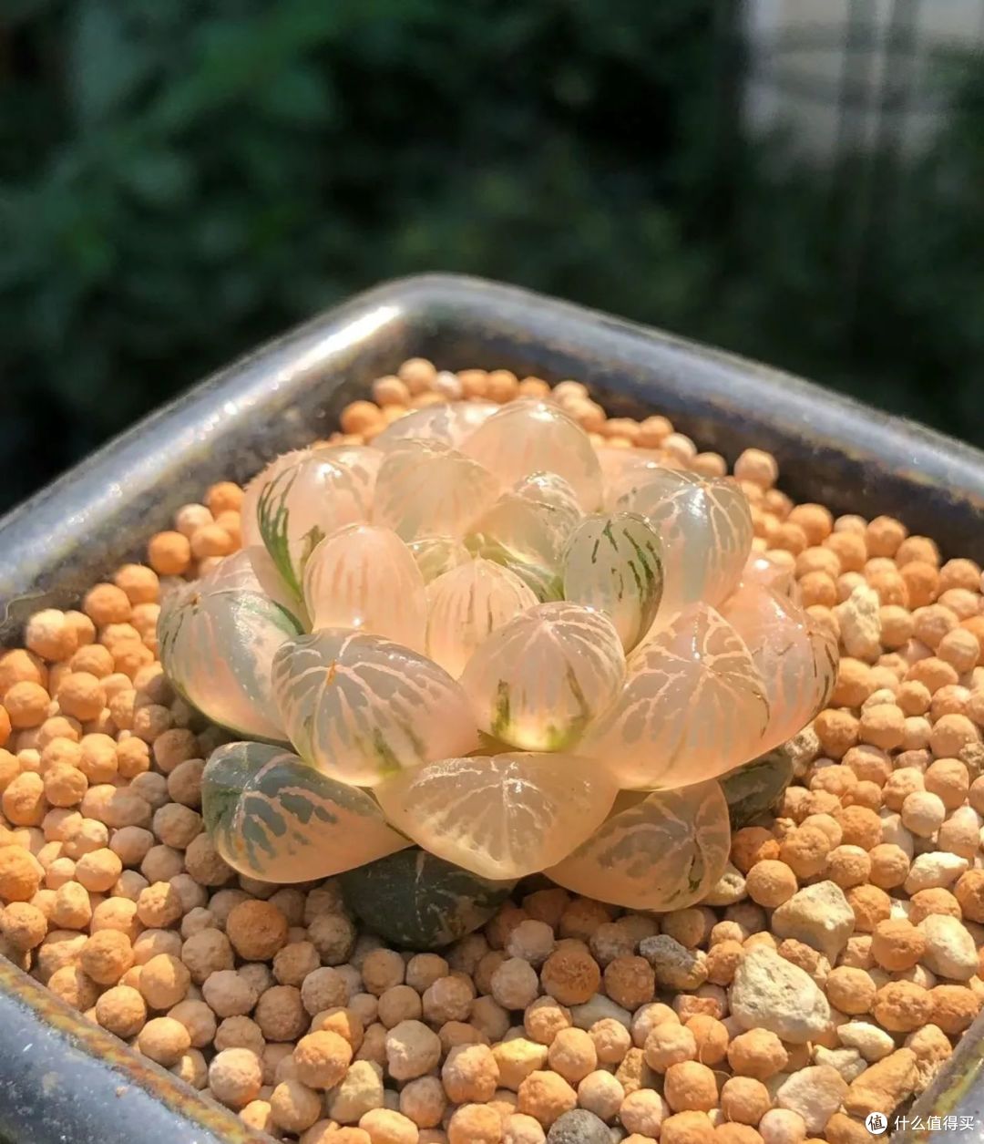 4种“坑人肉”，花市上要慎买，不是“老师傅”，养不过半年