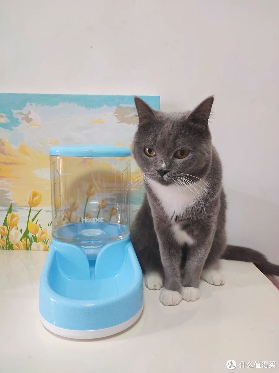 猫猫饮水机