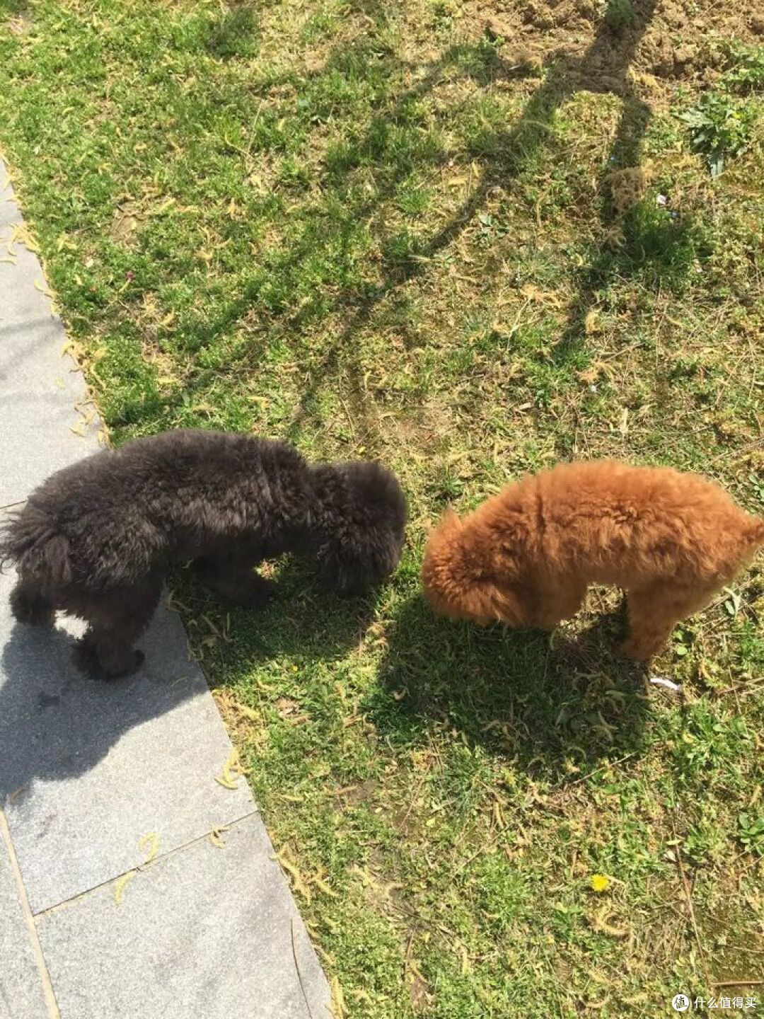 狗狗多久才会忘记一个人?