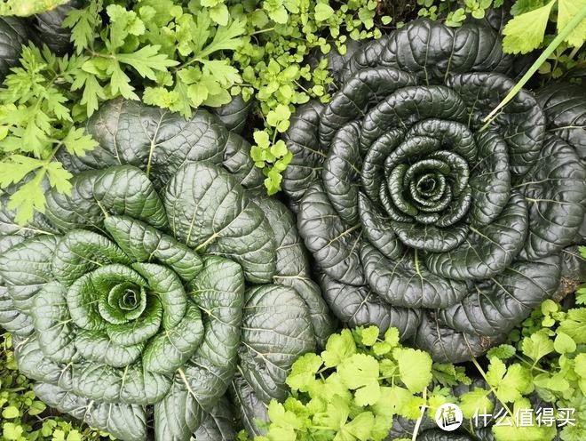 除了白菜萝卜，入冬后，这6种蔬菜陆续上市，维C高又清爽，趁新鲜要多吃