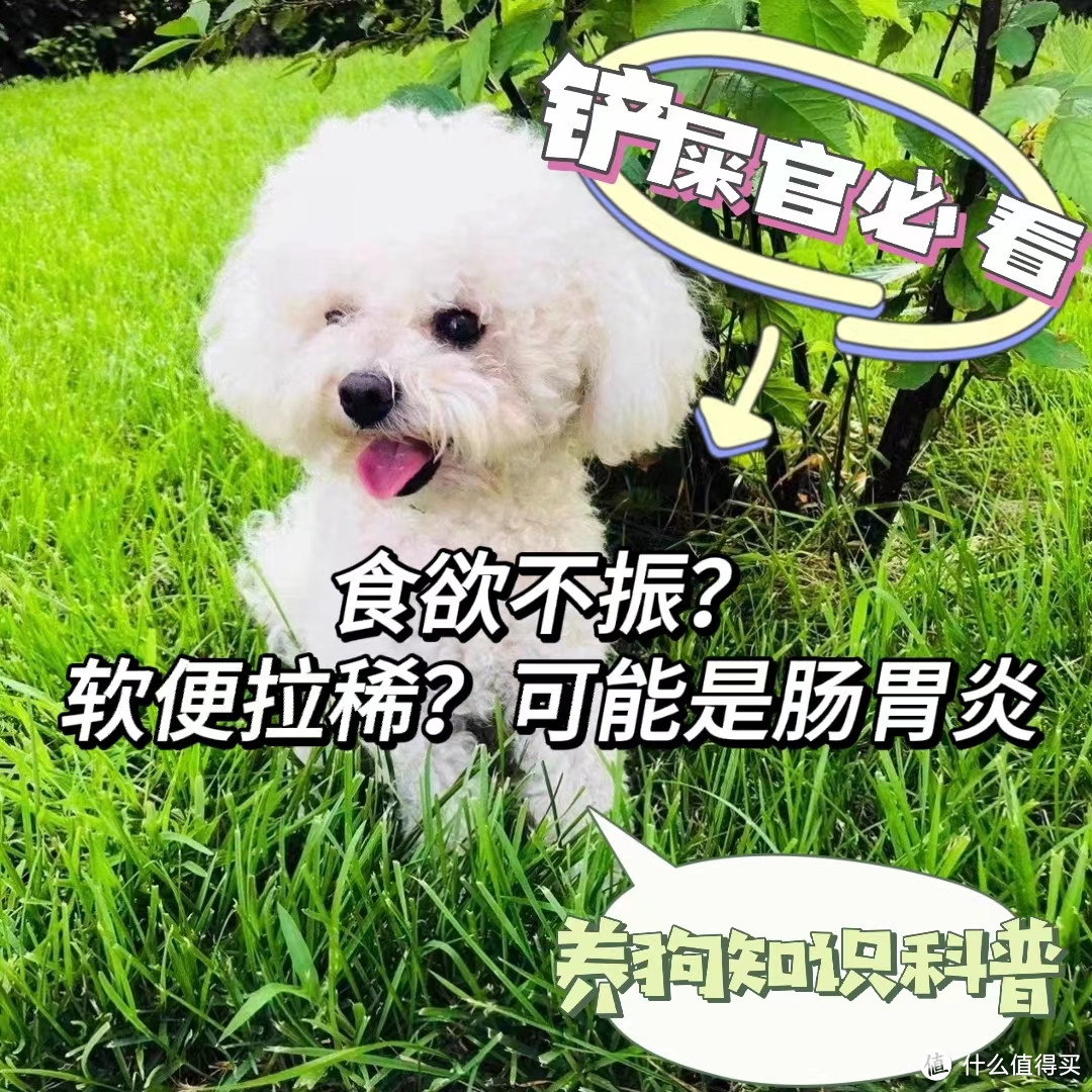 狗狗肠胃炎软便拉稀，手把手教你如何应对