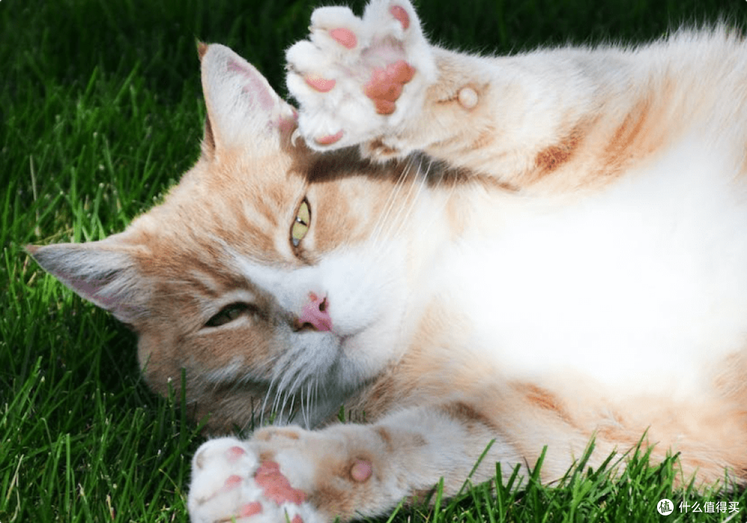 巅峰猫罐头怎么样？性价比高口碑好的猫罐头推荐