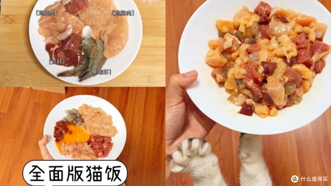 银渐层长肉攻略,喂出小猪咪!