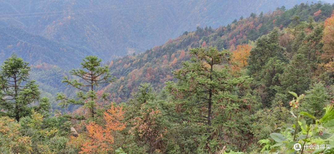 看万山红遍，层林尽染