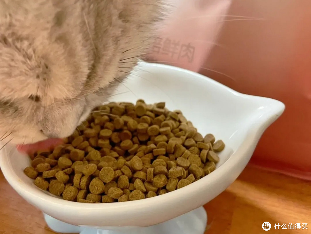 猫咪肠胃不好怎么调理?新手必看!