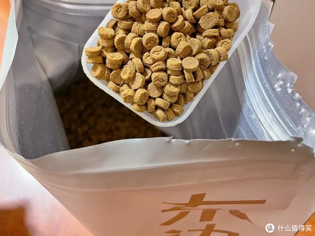 猫咪肠胃不好怎么调理？新手必看！