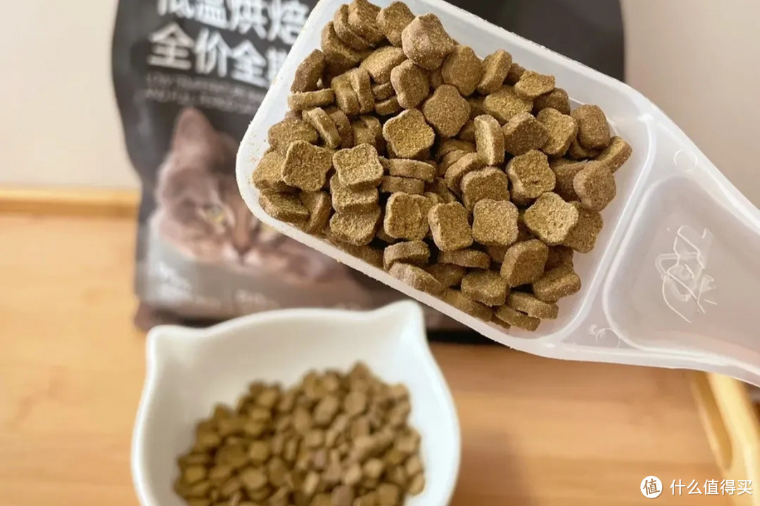 平价猫粮推荐！银渐层吃了猛长肉！！