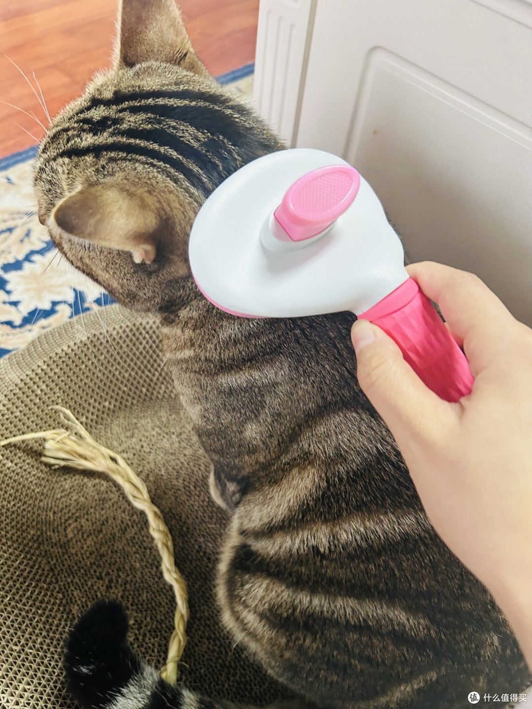 我们家猫主子常用的小百货用品