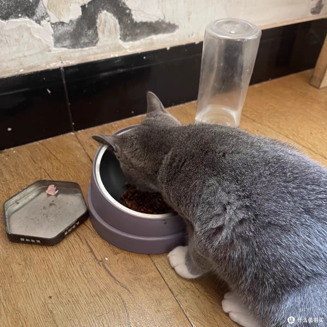 「猫咪」宠物界的智商巅峰,诠释完美的陪伴艺术