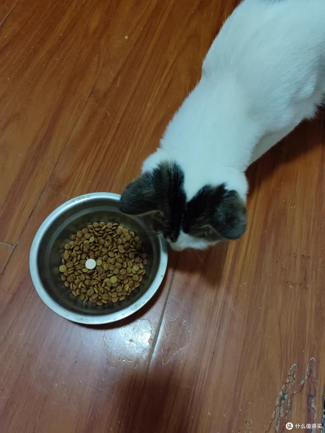 「宠物猫入门指南:如何选择适合自己的猫?」
