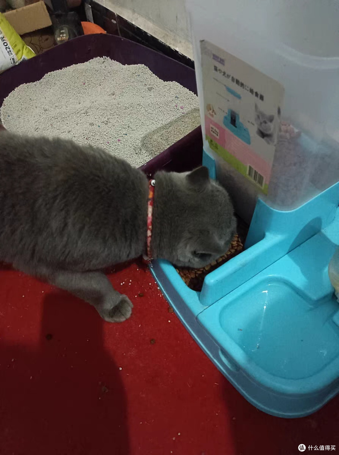 「宠物猫入门指南:如何选择适合自己的猫?」