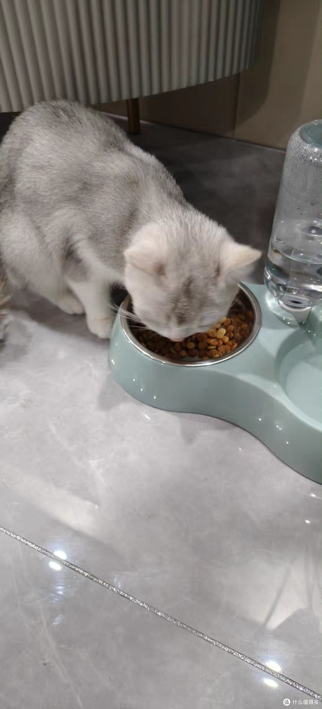 「宠物猫喂食技巧:如何培养宠物猫的食欲?」