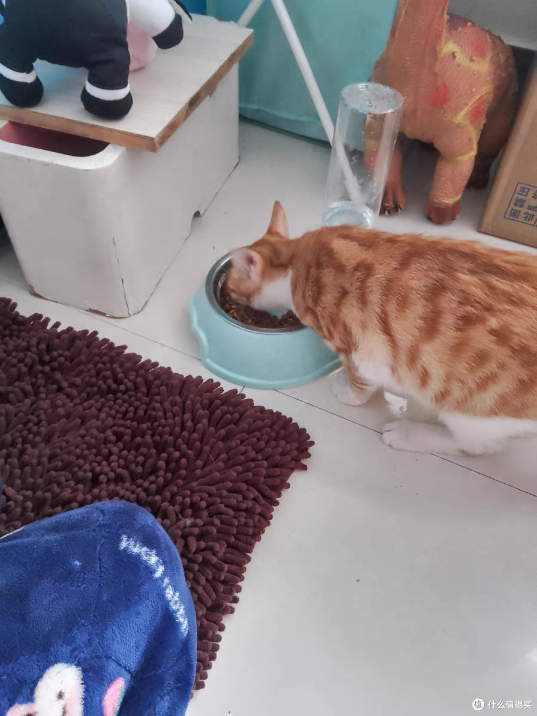 宠物猫养护攻略:科学喂养,轻松养成健康猫儿