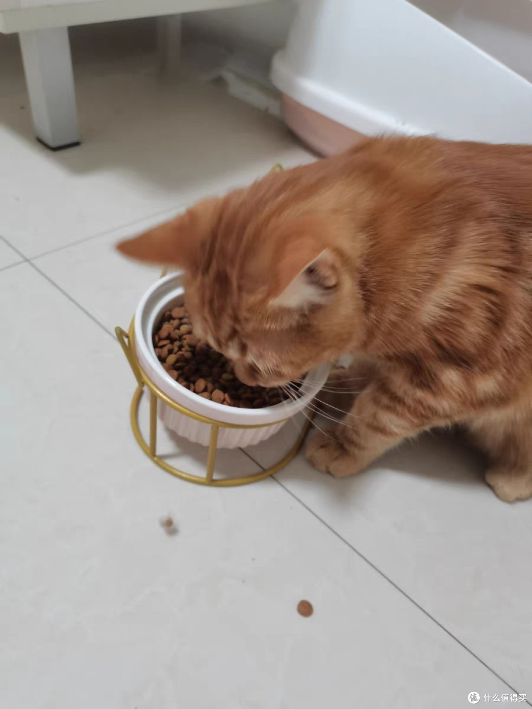 「宠物猫喂食技巧:如何培养宠物猫的食欲?」