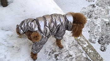 冬天必备！狗狗穿上棉服，温暖过寒冬