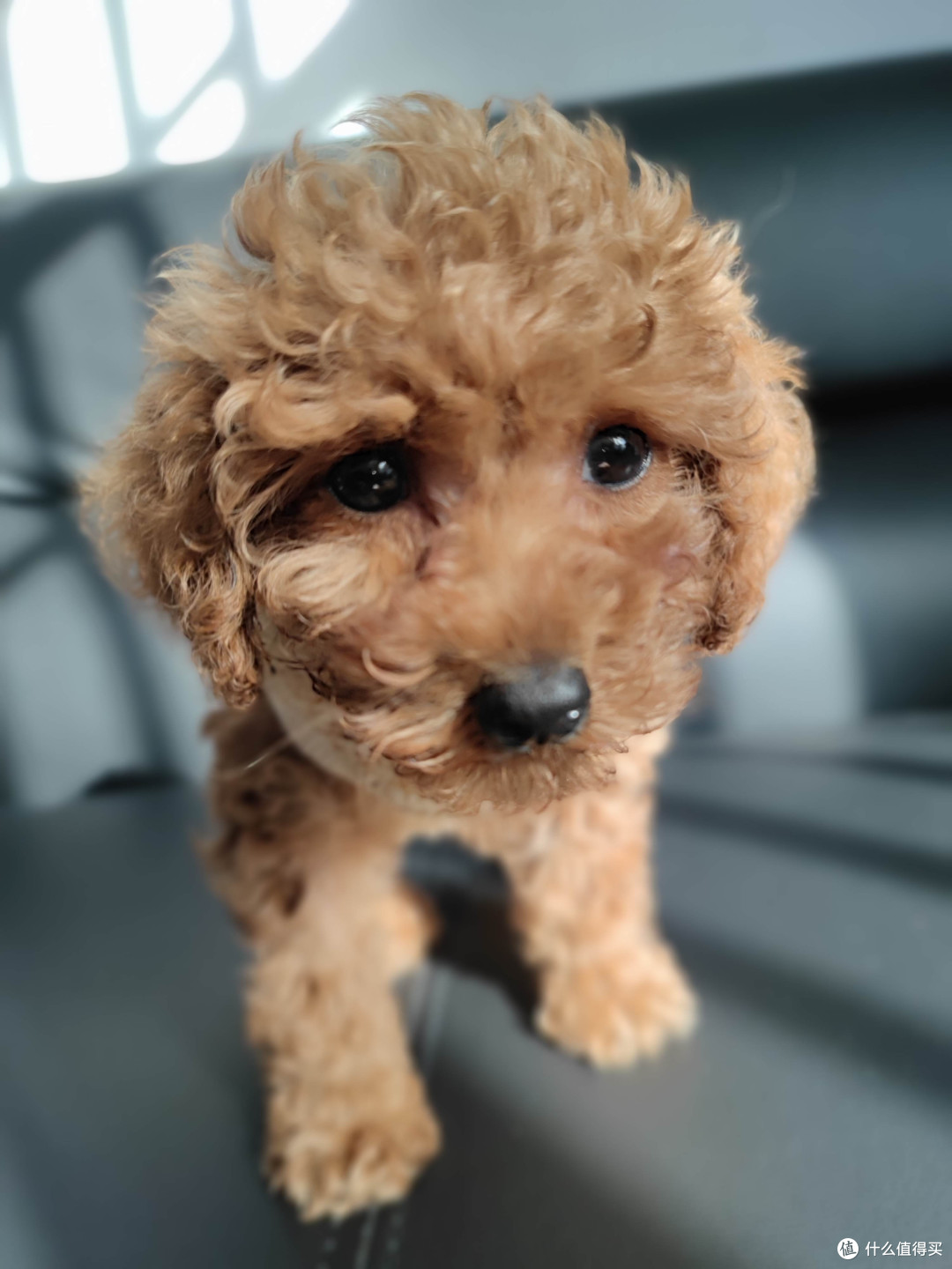 金毛狮王