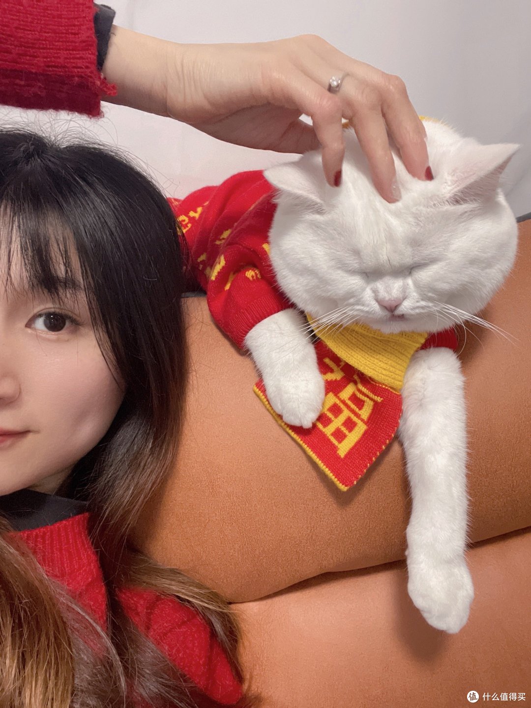 铲屎官的快乐