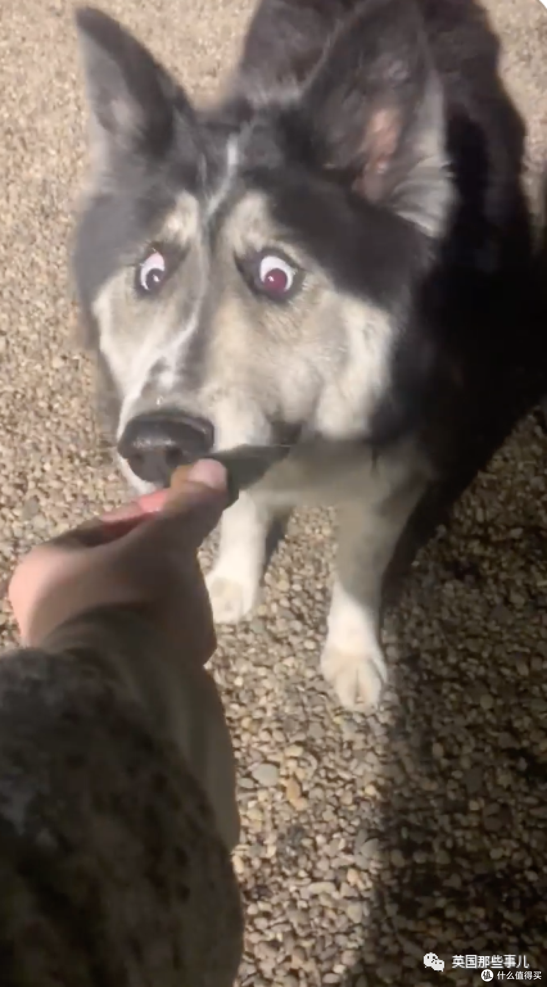 长了斗鸡眼的哈士奇因为太丑被抛弃这么可爱有啥好嫌弃的啊