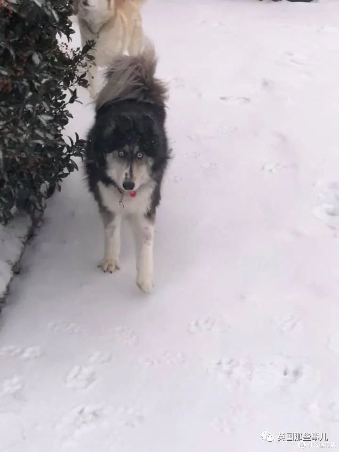 长了斗鸡眼的哈士奇因为太丑被抛弃这么可爱有啥好嫌弃的啊