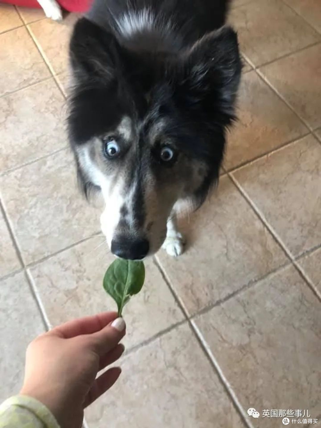 长了斗鸡眼的哈士奇因为太丑被抛弃这么可爱有啥好嫌弃的啊