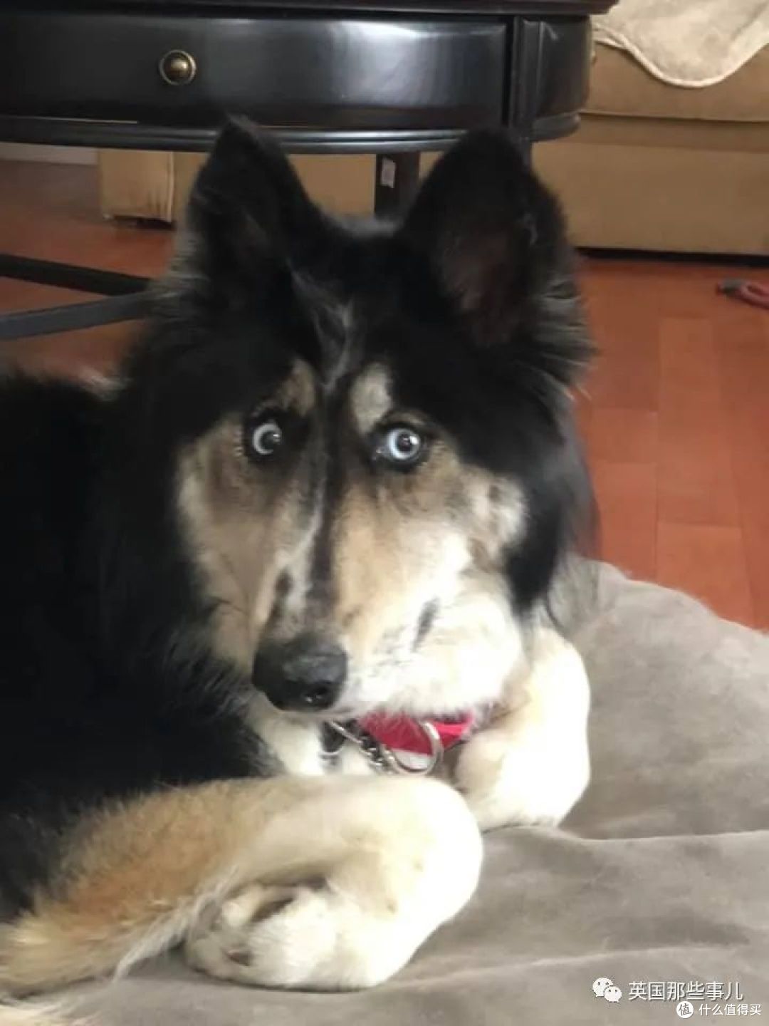 长了斗鸡眼的哈士奇因为太丑被抛弃这么可爱有啥好嫌弃的啊