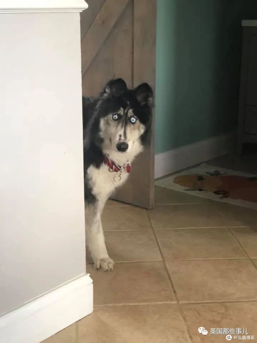 长了斗鸡眼的哈士奇因为太丑被抛弃这么可爱有啥好嫌弃的啊