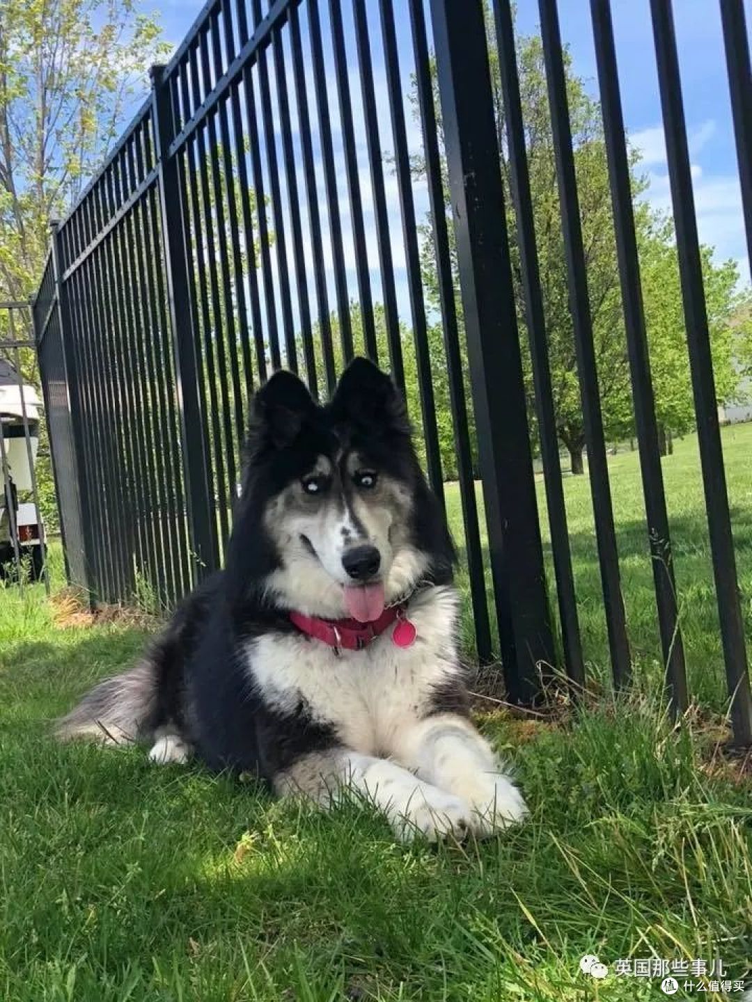 长了斗鸡眼的哈士奇因为太丑被抛弃这么可爱有啥好嫌弃的啊