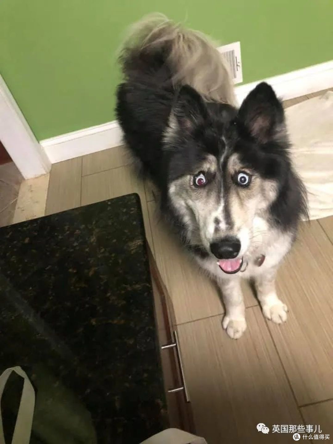 长了斗鸡眼的哈士奇因为太丑被抛弃这么可爱有啥好嫌弃的啊