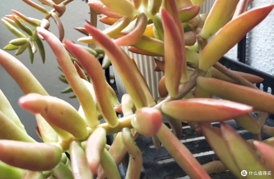 多肉植物大赏