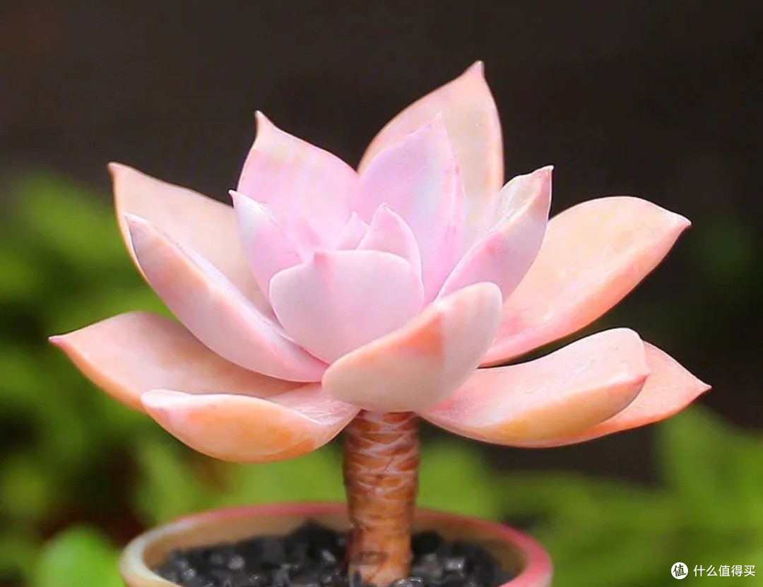 多肉植物大赏