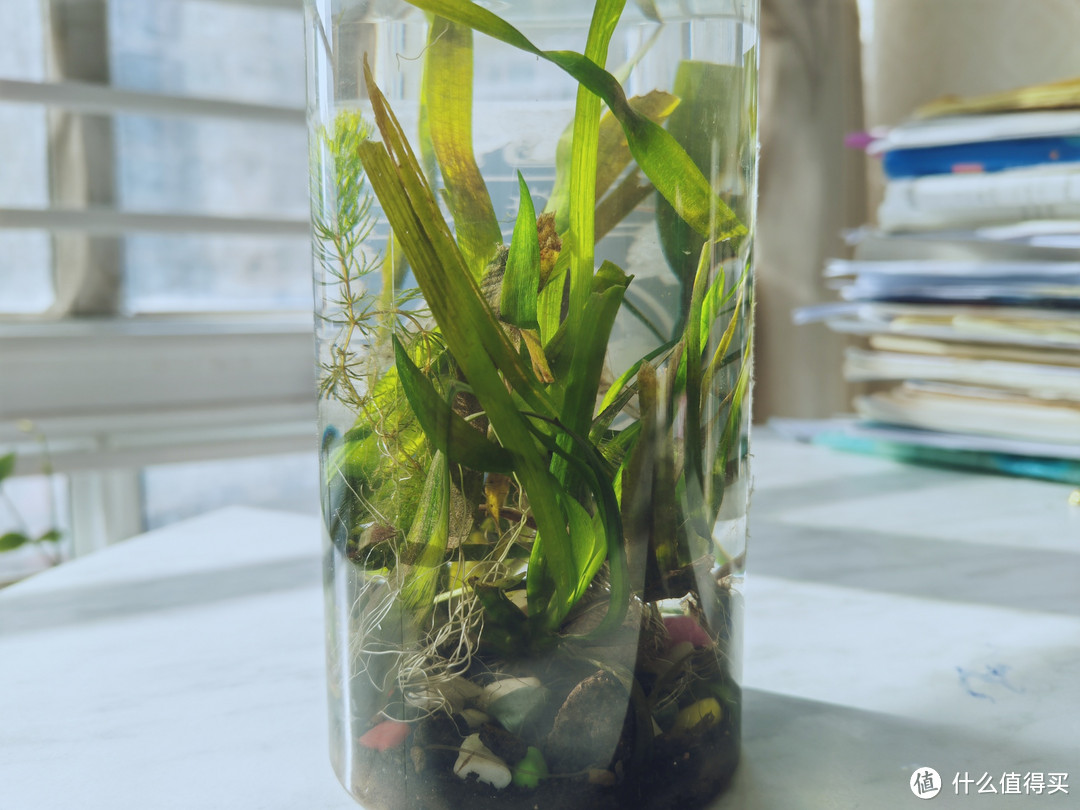 小小玻璃瓶中的大世界，超简单DIY生态瓶