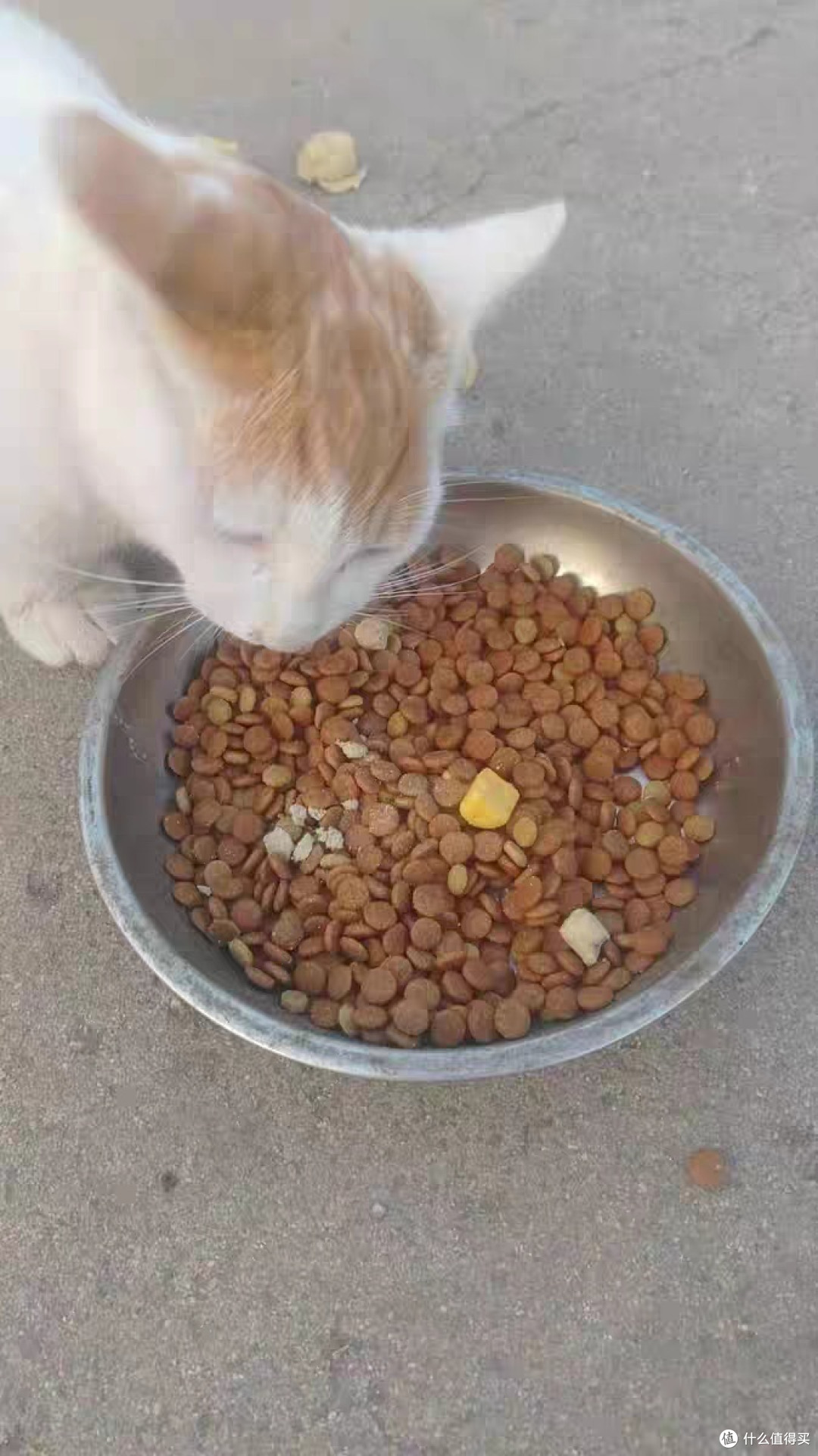 小猫咪