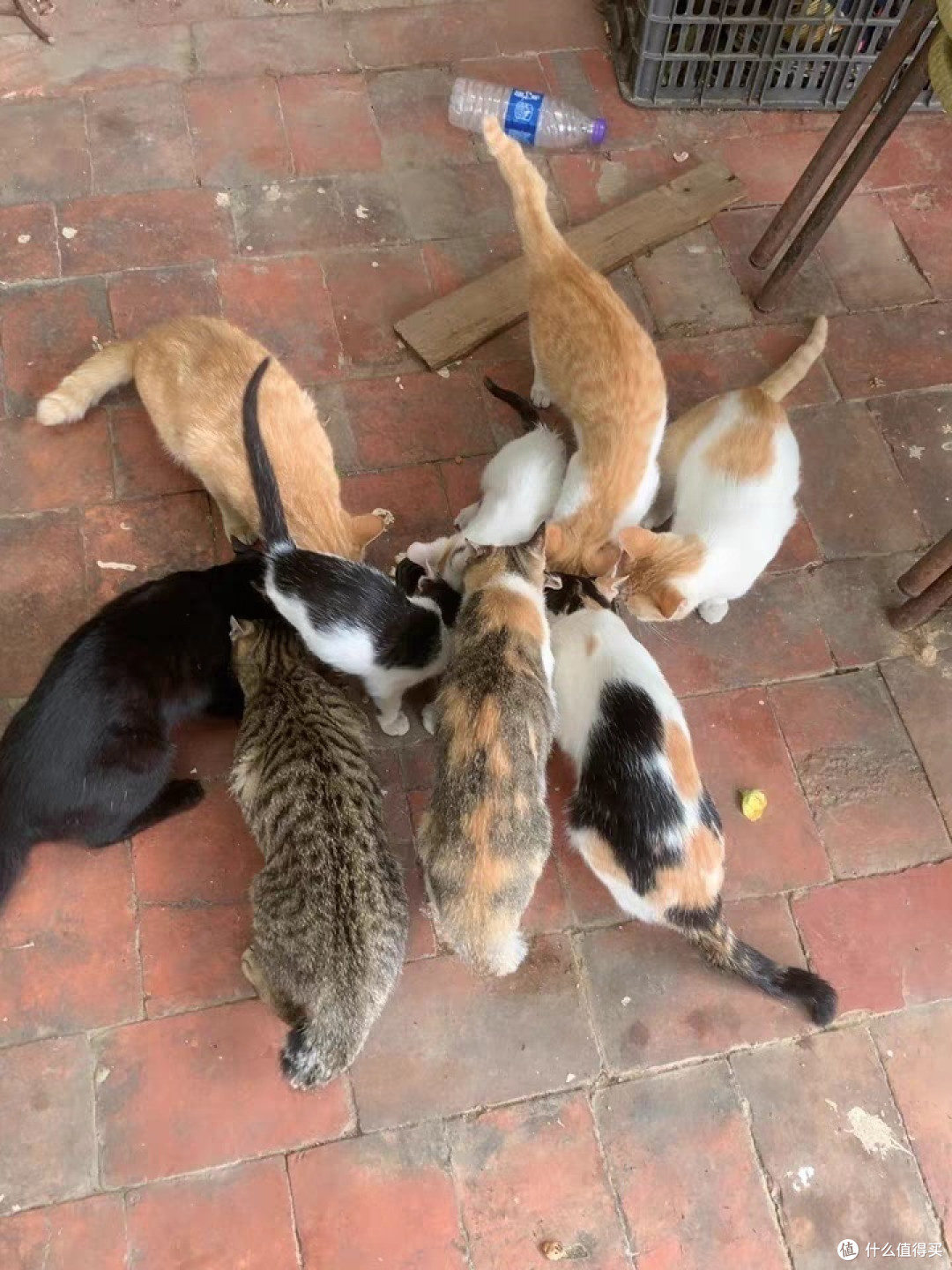 小猫咪