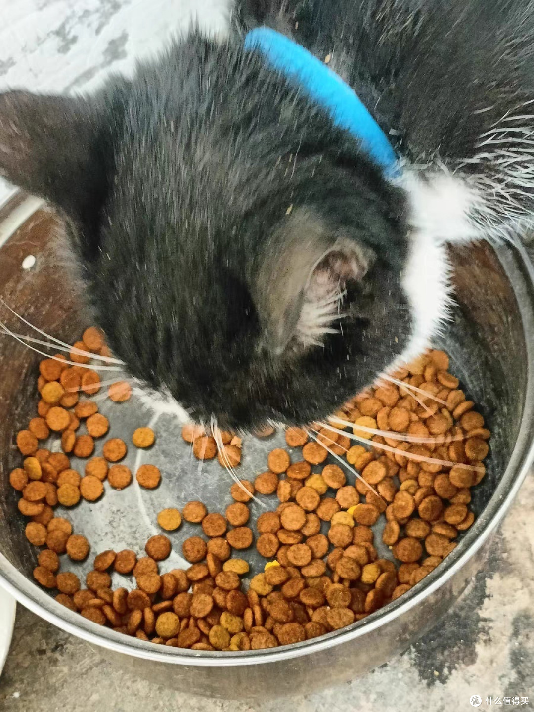 小猫咪