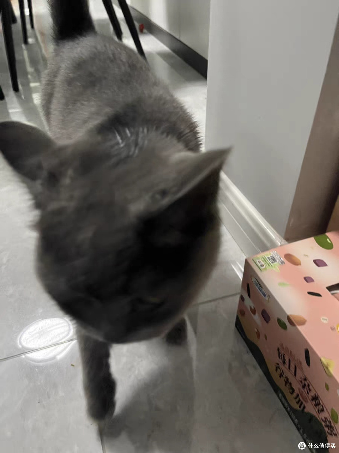 猫咪1