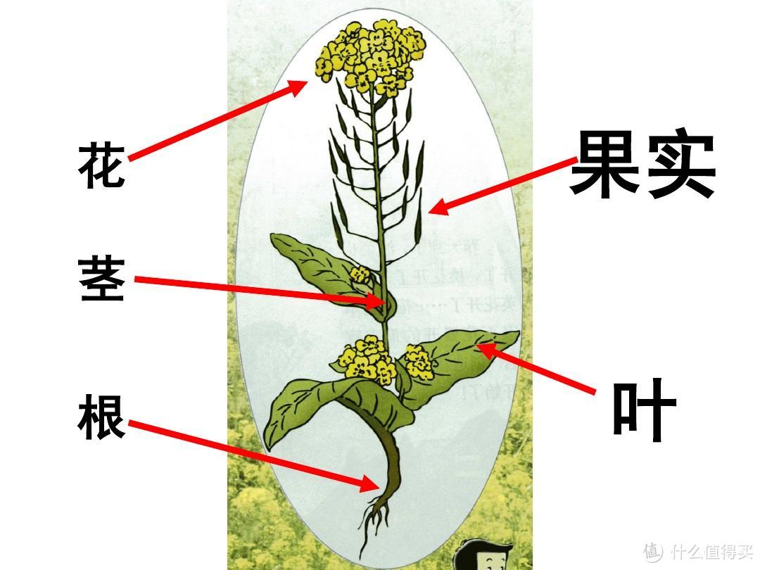 植物的根茎叶花果实