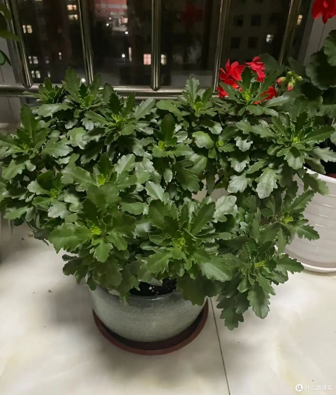 长寿花变绿植?可别扔,用上“秘诀”,30天就能开“爆花”